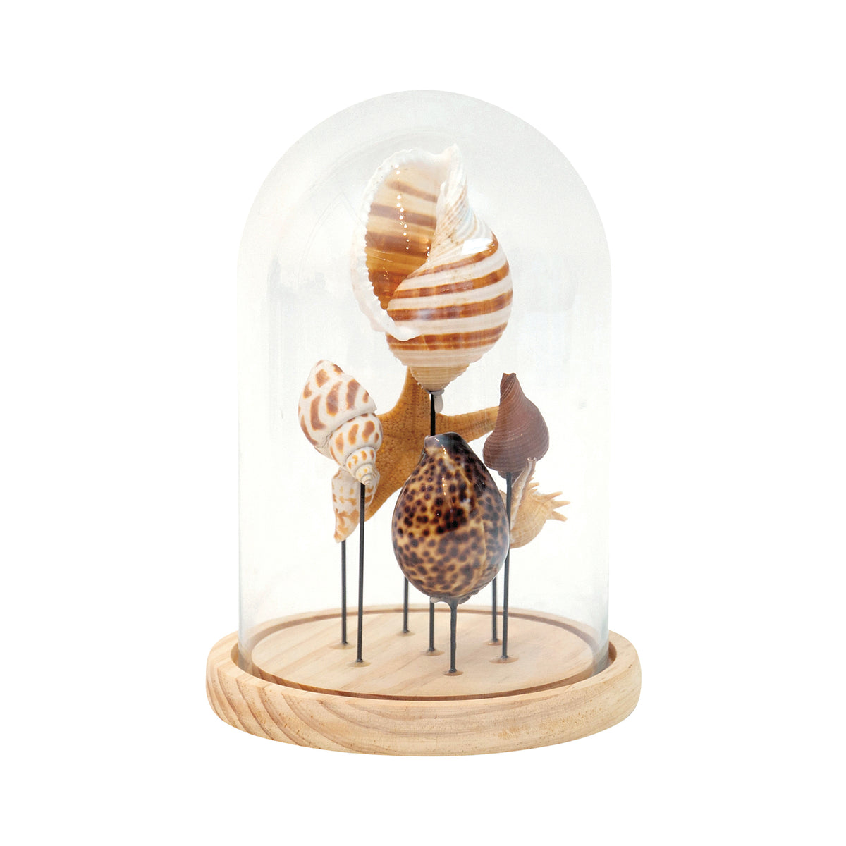 Shell Dome Small – Bellaspaces